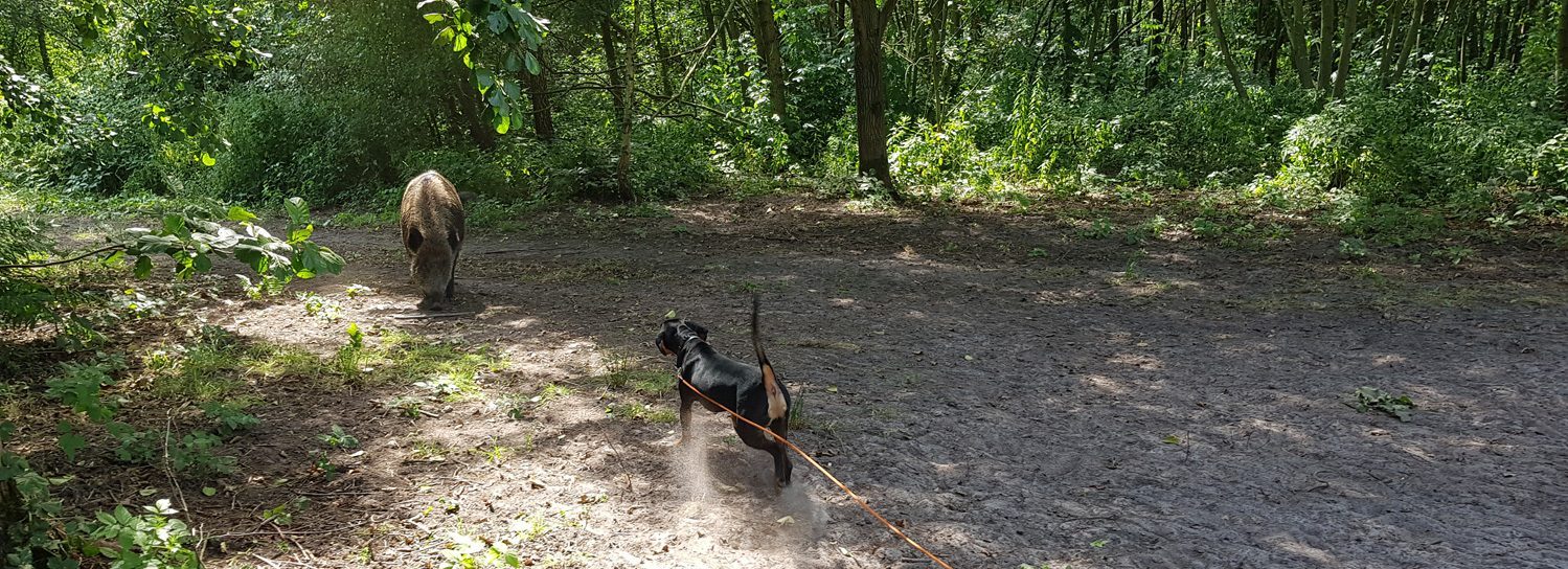 Schwarzwildgatter Lippstadt gGmbH